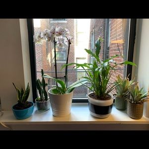 Meet your Posher, Elsa